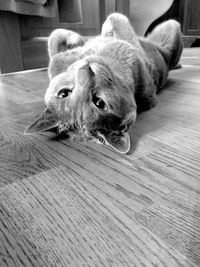 Portrait of cat lying on ground