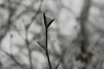 Close-up of plant against sky