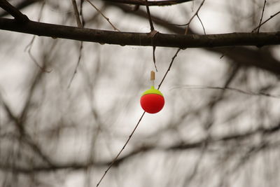 Close-up of red berries hanging on tree