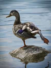 Close-up of bird perching on lake