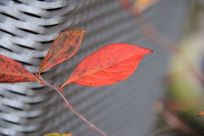 Close-up of red maple leaves on plant