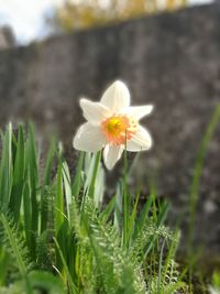 Close-up of crocus blooming outdoors