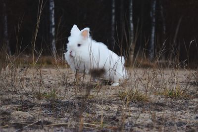 Alert white rabbit outdoors