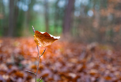 Close-up of dry maple leaf on land in autumn