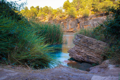 Scenic view of river in forest