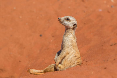 Close-up of meerkat looking away on land