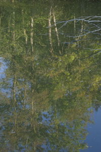 Full frame shot of plants growing in lake