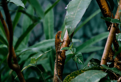 Close up photo of a lizard on a tree branch