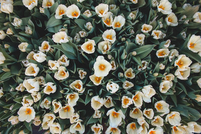 Full frame shot of flowers