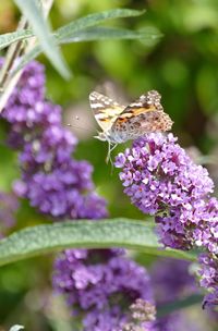 Close-up of butterfly pollinating on flower