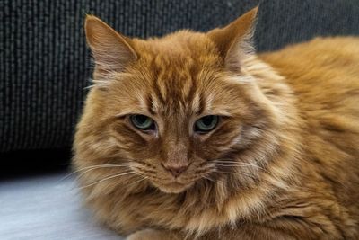 Close-up portrait of a cat