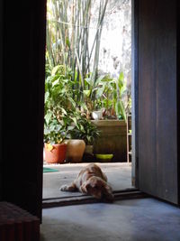 Dog relaxing on window sill