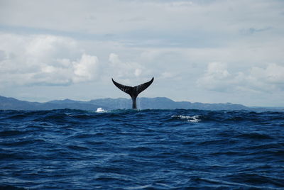 Bird flying over sea against sky