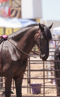 Close-up of horse standing outdoors