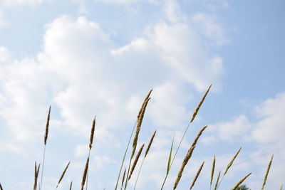 Low angle view of plants against sky