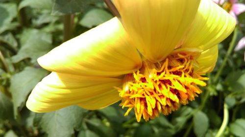 Close-up of yellow flower blooming outdoors