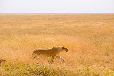 Side view of a lion on landscape of the serengeti 