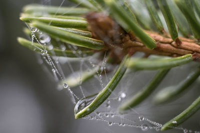 Close-up of wet spider web on plant