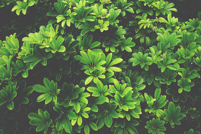 Close-up of green leaves on plant