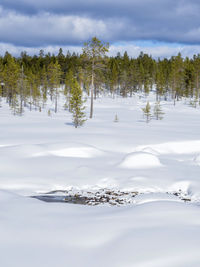 Trees on snow covered land against sky