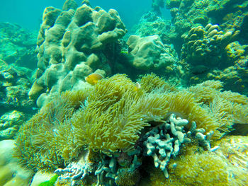 Close-up of coral underwater