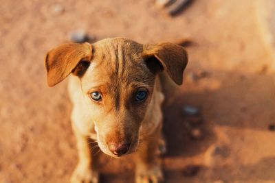 Close-up portrait of dog