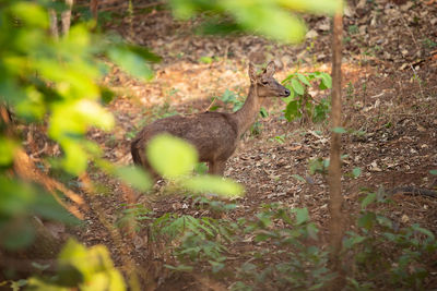 Deer in a forest