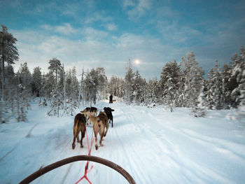 Dogs on snow covered field against trees and sky