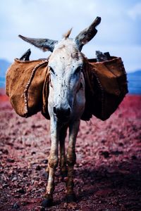 Donkey with luggage on field