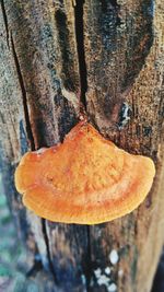 Close-up of mushroom growing on tree trunk