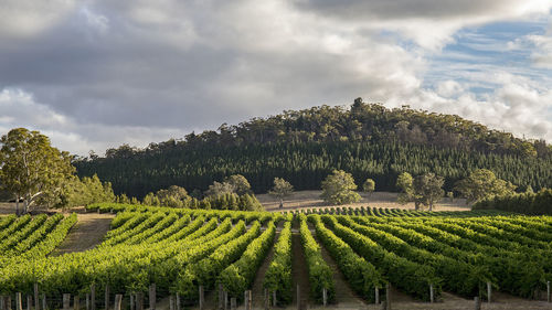 View of vineyard against cloudy sky