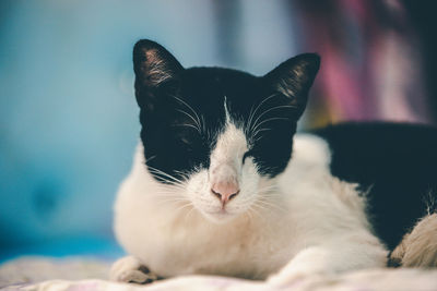 Close-up portrait of a cat