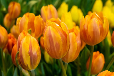 Close-up of yellow tulips