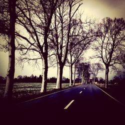 Empty road along trees