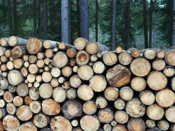 Stack of logs in forest