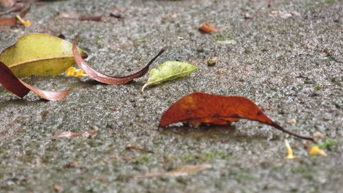 Close-up of fallen autumn leaf