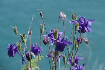 Close-up of purple flowering plants