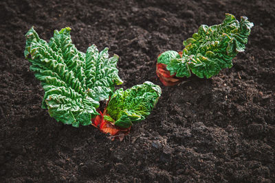 Rhubarb plant sprouts in spring garden closeup