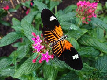 Close-up of butterfly pollinating on pink flower