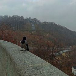 View of horse on mountain against sky