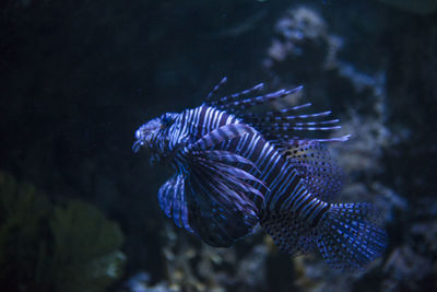 Close-up of fish swimming in sea