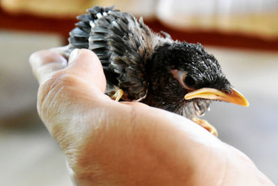 Close-up of hand holding bird