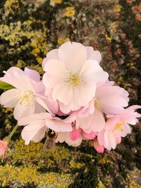 Close-up of pink cherry blossoms