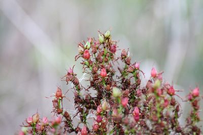 Close-up of pink cherry blossoms in spring