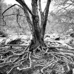 Bare tree in forest