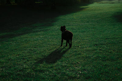 Dog on field