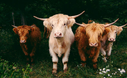 Portrait of cows on field