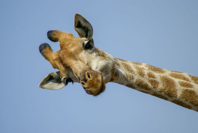 Low angle view of giraffe against clear blue sky