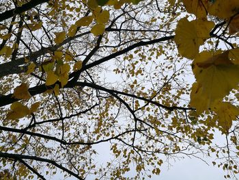 Low angle view of tree in autumn