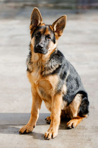 Five-month-old german shepherd puppy sits and looks into the camera waiting for the command